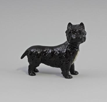 Westi Terrier schwarz