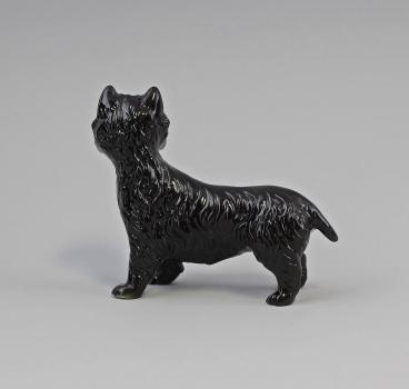 Westi Terrier schwarz