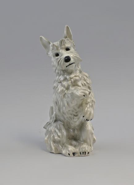 Terrier grau